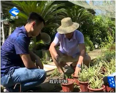 重庆万州锦峻苗圃骆成孝亲授栽花技术