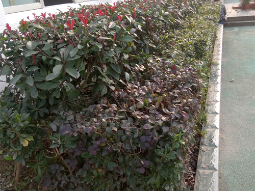 绿化工程4