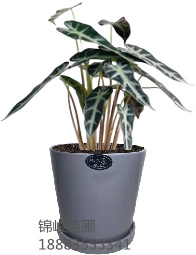 室内绿植基地
