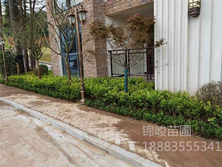 绿化施工